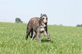 DEERHOUND 017